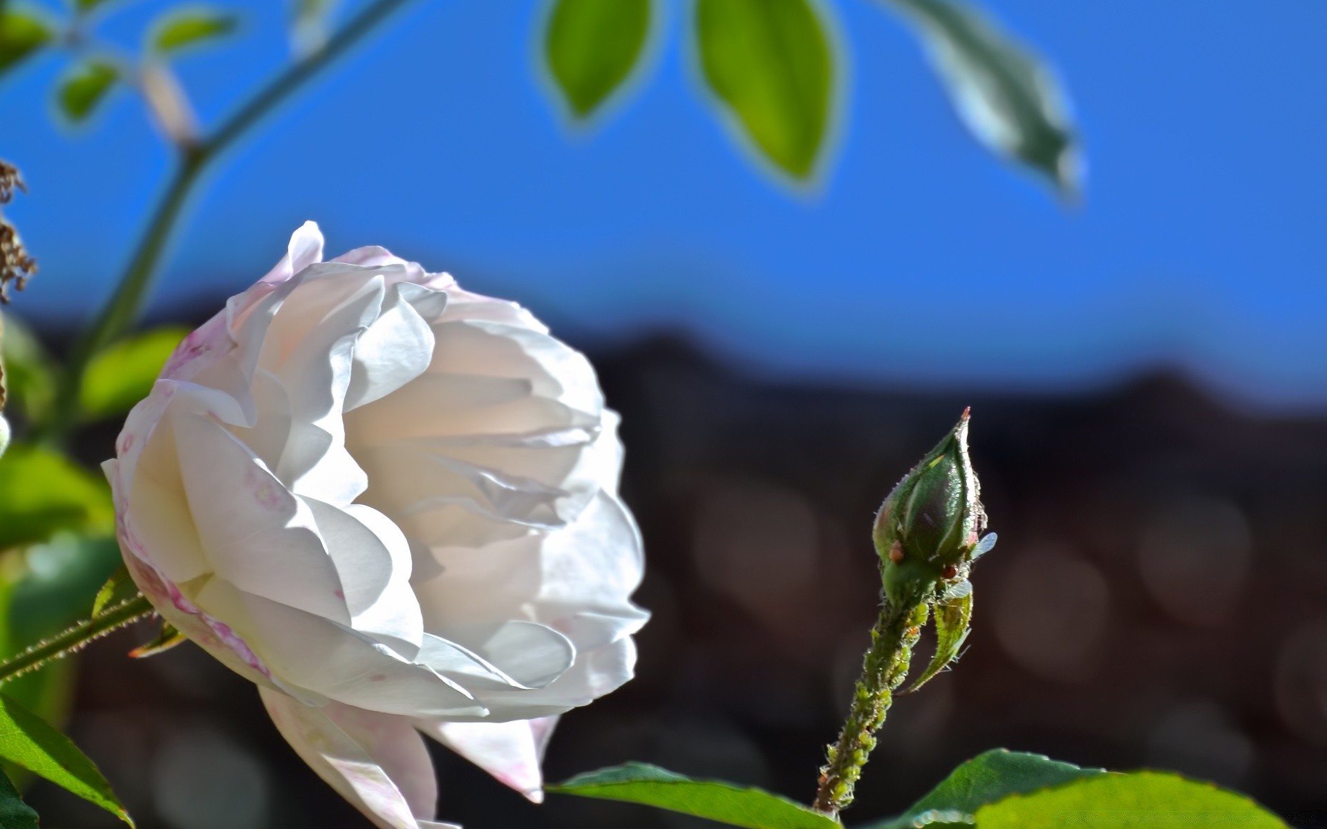 makro kwiat natura liść flora róża ogród lato piękny romans kwiatowy miłość kolor płatek jasny bluming na zewnątrz ślub romantyczny wzrost