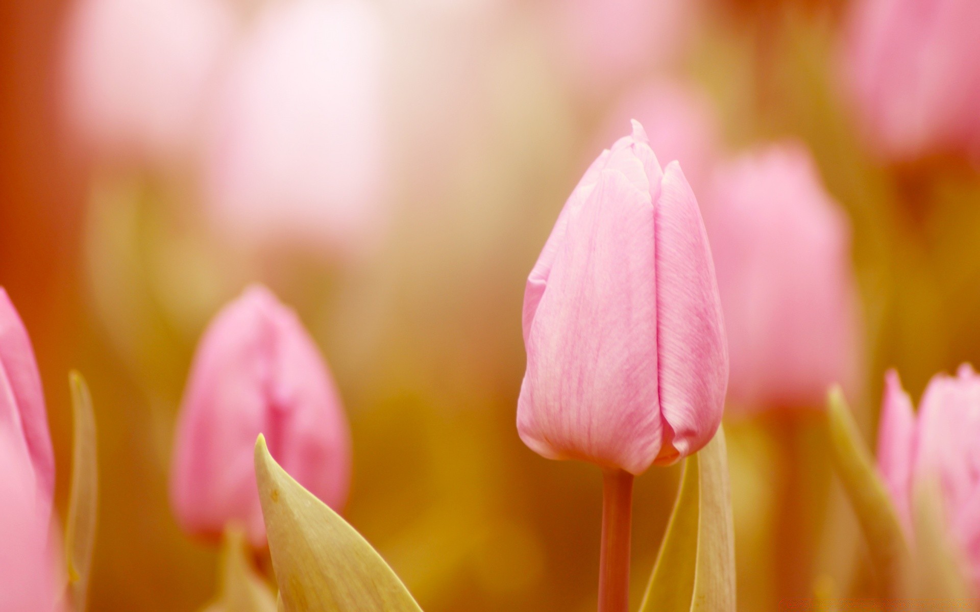 kwiaty natura tulipan kwiat jasny wielkanoc lato ogród flora kolor liść kwiatowy dof