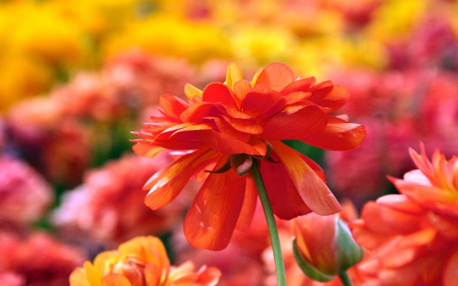 kwiaty natura kwiat flora ogród kolor liść jasny płatek sezon bluming lato kwiatowy piękny zbliżenie wzrost jasny rozmycie