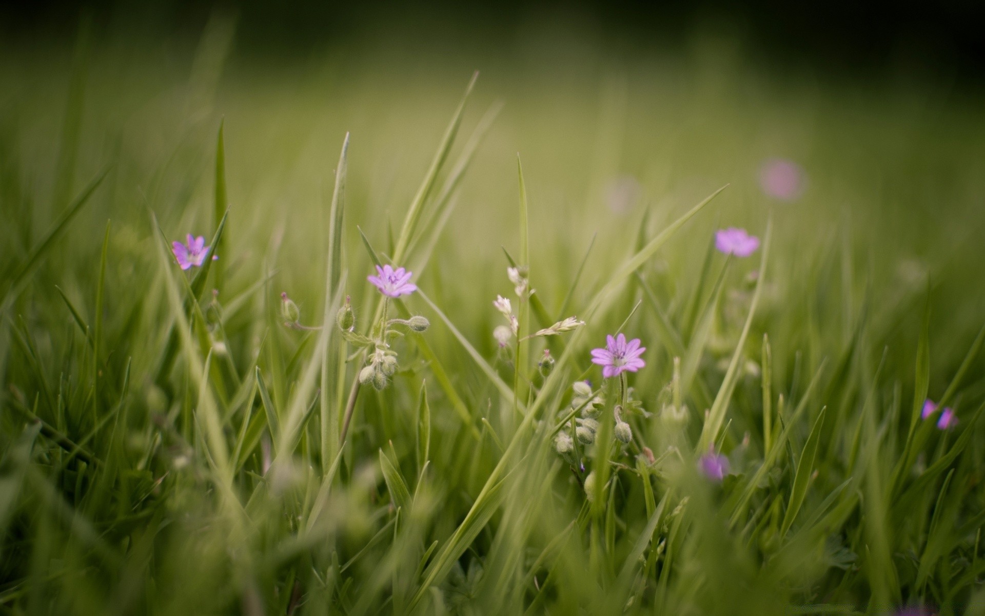 kwiaty trawa natura pole kwiat sianokosy lato słońce wiejski ogród dobra pogoda flora wzrost środowisko odkryty trawnik sezon dof liść