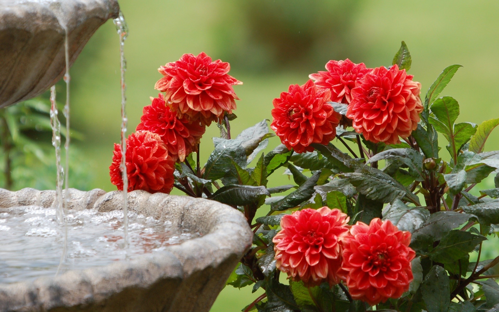 kwiaty natura ogród kwiat flora liść lato kwiatowy bluming na zewnątrz kolor zbliżenie piękny róża głowa płatek