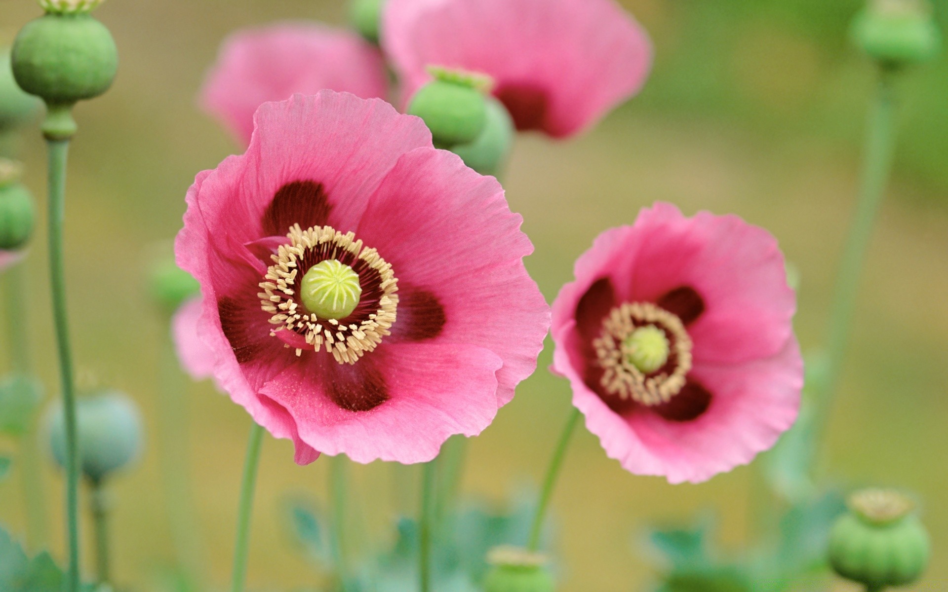 kwiaty kwiat natura flora lato kwiatowy jasny liść bluming ogród zbliżenie płatek kolor wzrost na zewnątrz łuska pyłek dziki piękny poppy
