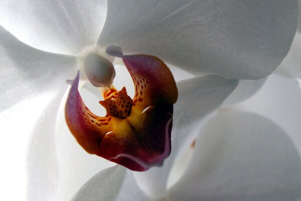 Piękna Orchidea na wygaszacz ekranu