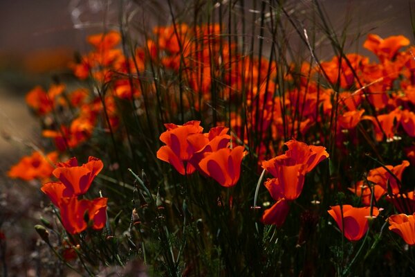 Surowe kolumny rosnących kwiatów
