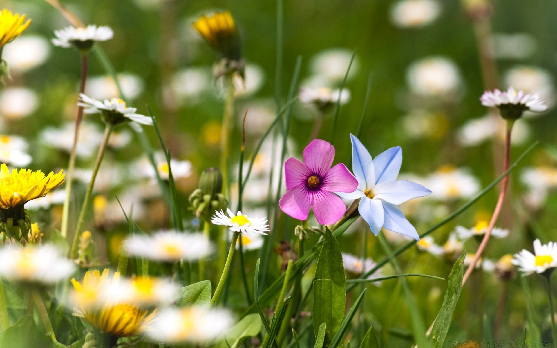 kwiaty natura kwiat lato flora trawa ogród pole sianokosy wzrost jasny bluming na zewnątrz liść wiejski dobra pogoda sezon zbliżenie kwiatowy słońce