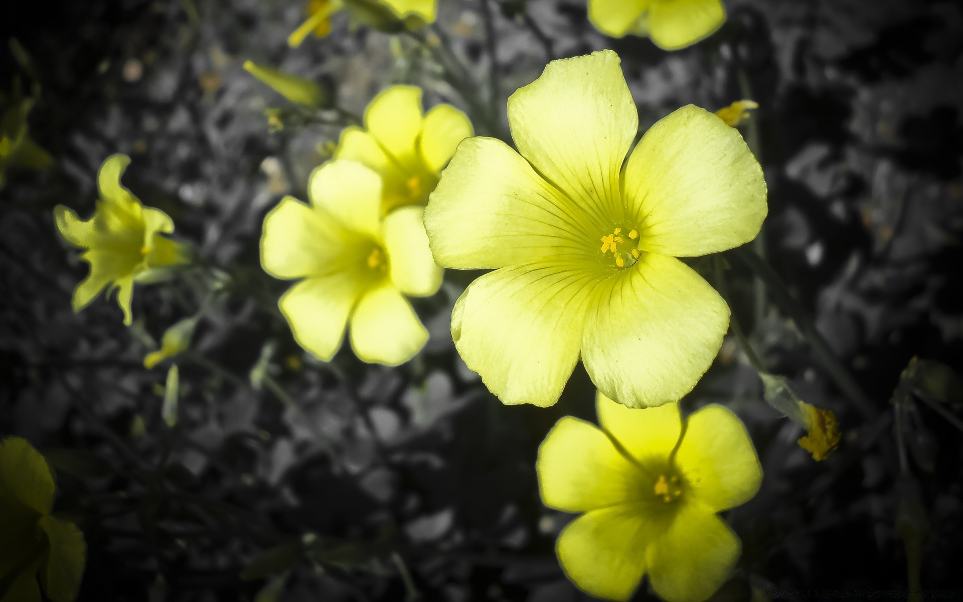 kwiaty kwiat natura flora bluming ogród liść na zewnątrz płatek jasny kwiatowy lato kolor