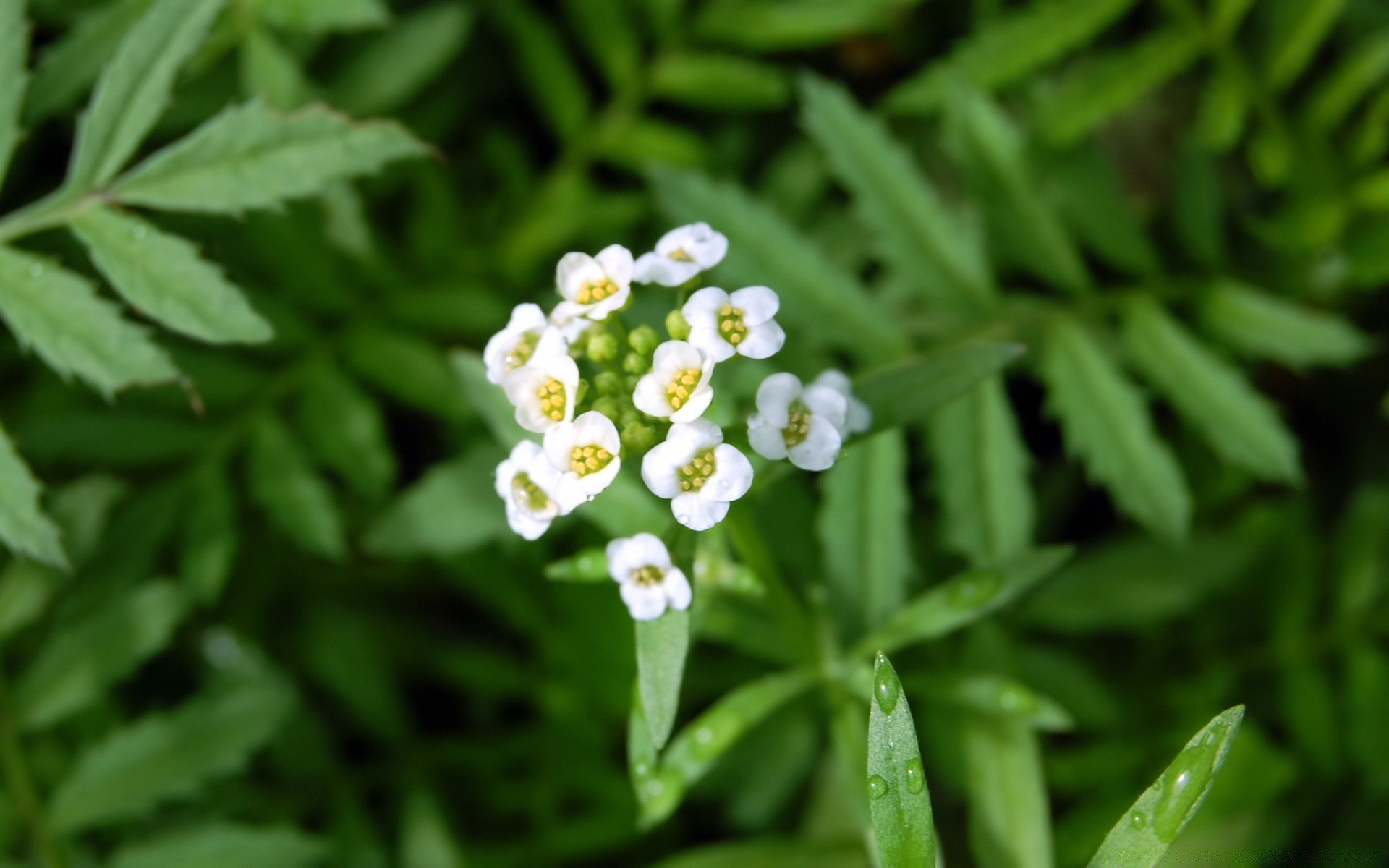 kwiaty liść flora natura zbliżenie ogród wzrost lato środa kwiat