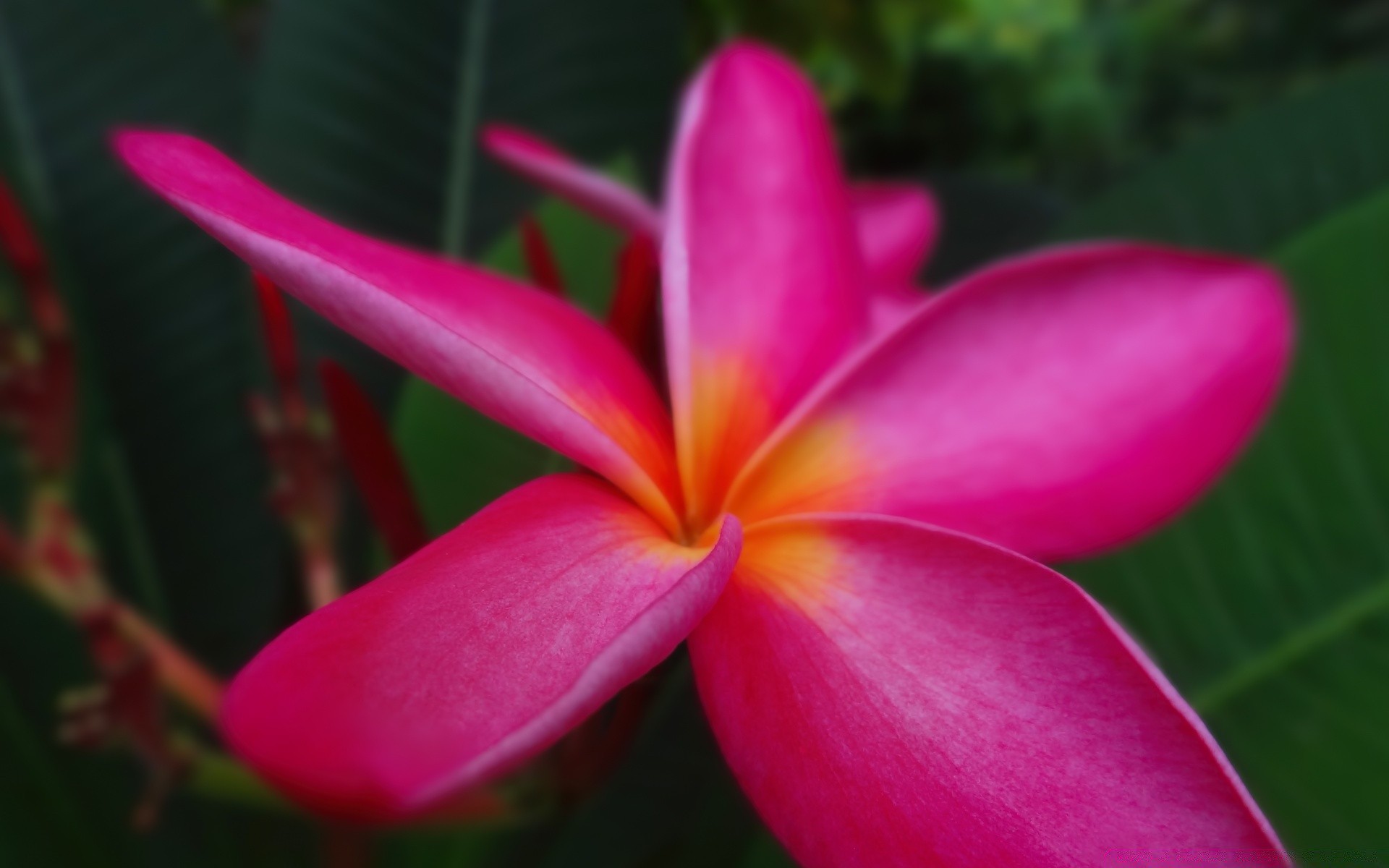 kwiaty tropikalny kwiat natura egzotyczna flora frangipani lato ogród plumeria liść piękny aloha kolor jasny płatek bluming kwiatowy