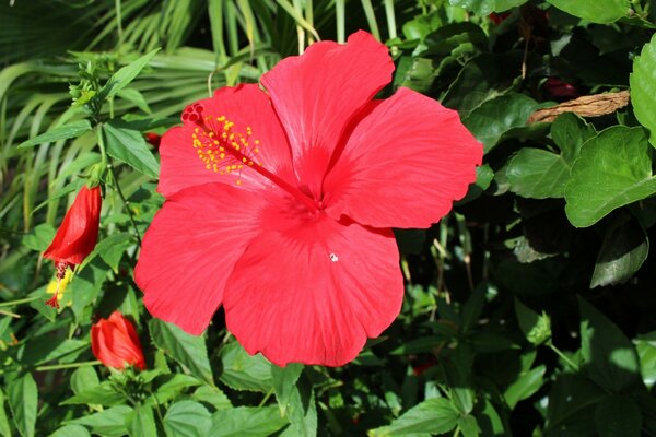 Tapety na pulpit Flora