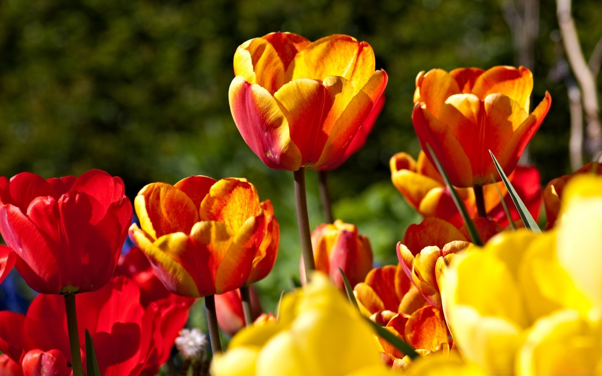 kwiaty tulipan natura kwiat ogród flora liść jasny kolor lato kwiatowy wielkanoc płatek jasne pole sezon wzrost park na zewnątrz dobra pogoda
