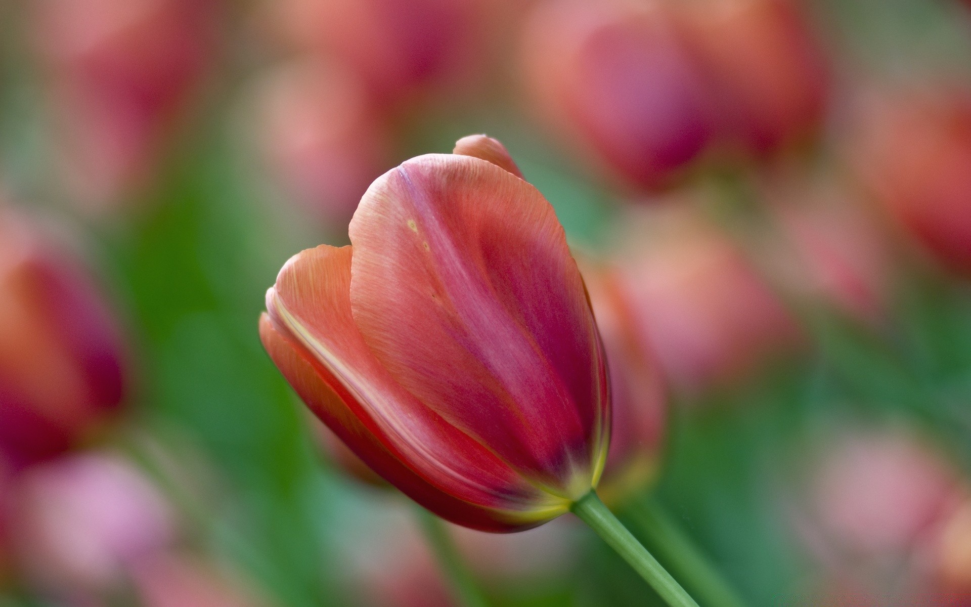kwiaty natura kwiat lato flora ogród tulipan jasny liść kolor wzrost na zewnątrz dobra pogoda rozmycie wielkanoc płatek kwiatowy sezon