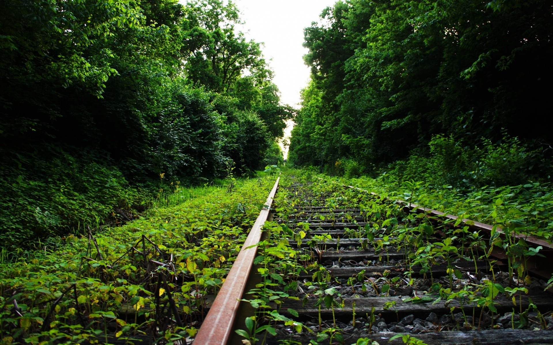 las drewna natura krajobraz drzewo liść na zewnątrz podróży przewodnik utwór środowiska pociąg flora wiejskich lato światło dzienne scenic road