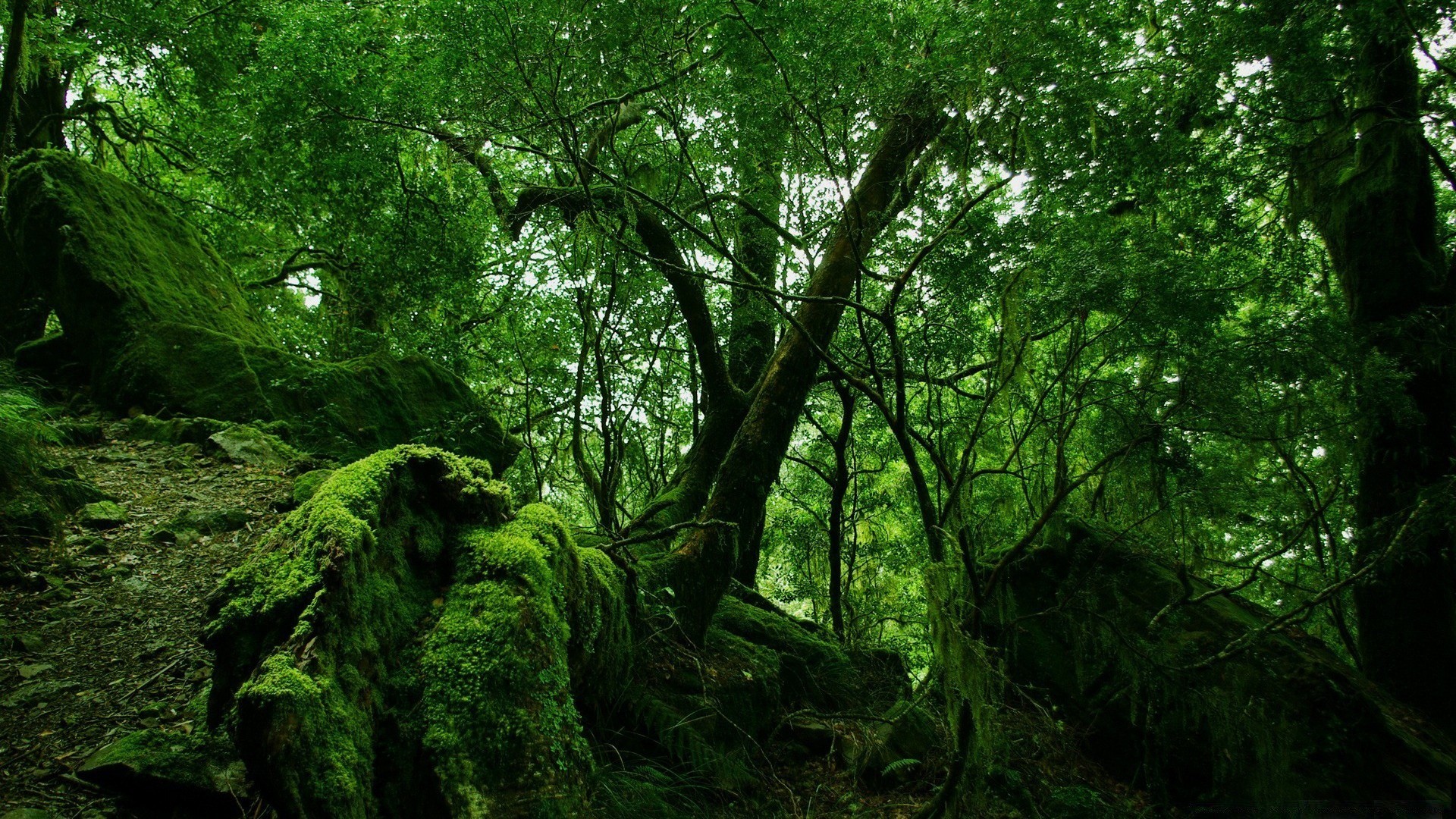 las drewno drzewo krajobraz liść natura środowisko park bujny mech bagażnik światło dzienne oddział sceniczny wzrost dobra pogoda flora świt na zewnątrz mgła