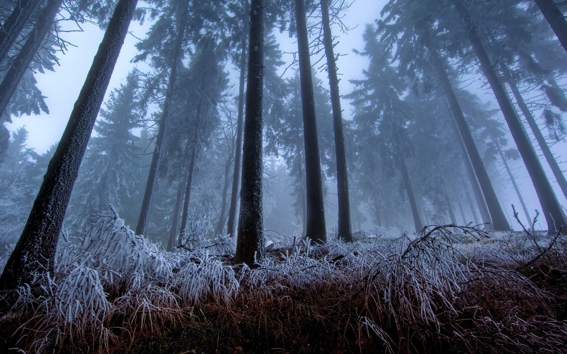 las drewno drzewo krajobraz natura świt śnieg zima dobra pogoda na zewnątrz mgła sosna zimna pogoda mróz liść park słońce światło sceniczny
