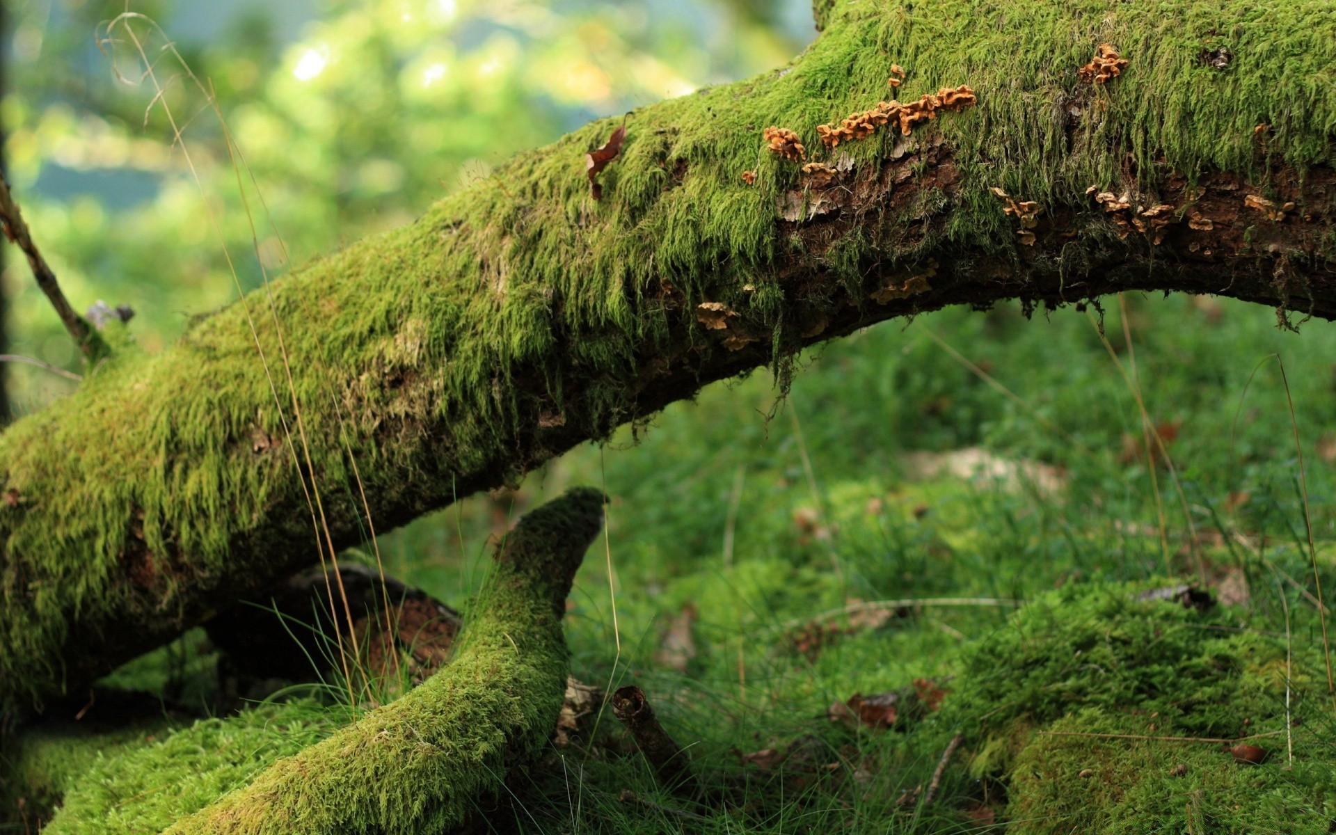 las natura drewno drzewo trawa mech środowisko zewnętrzne flora liść park letni krajobraz sezon wzrostu dziki ogród