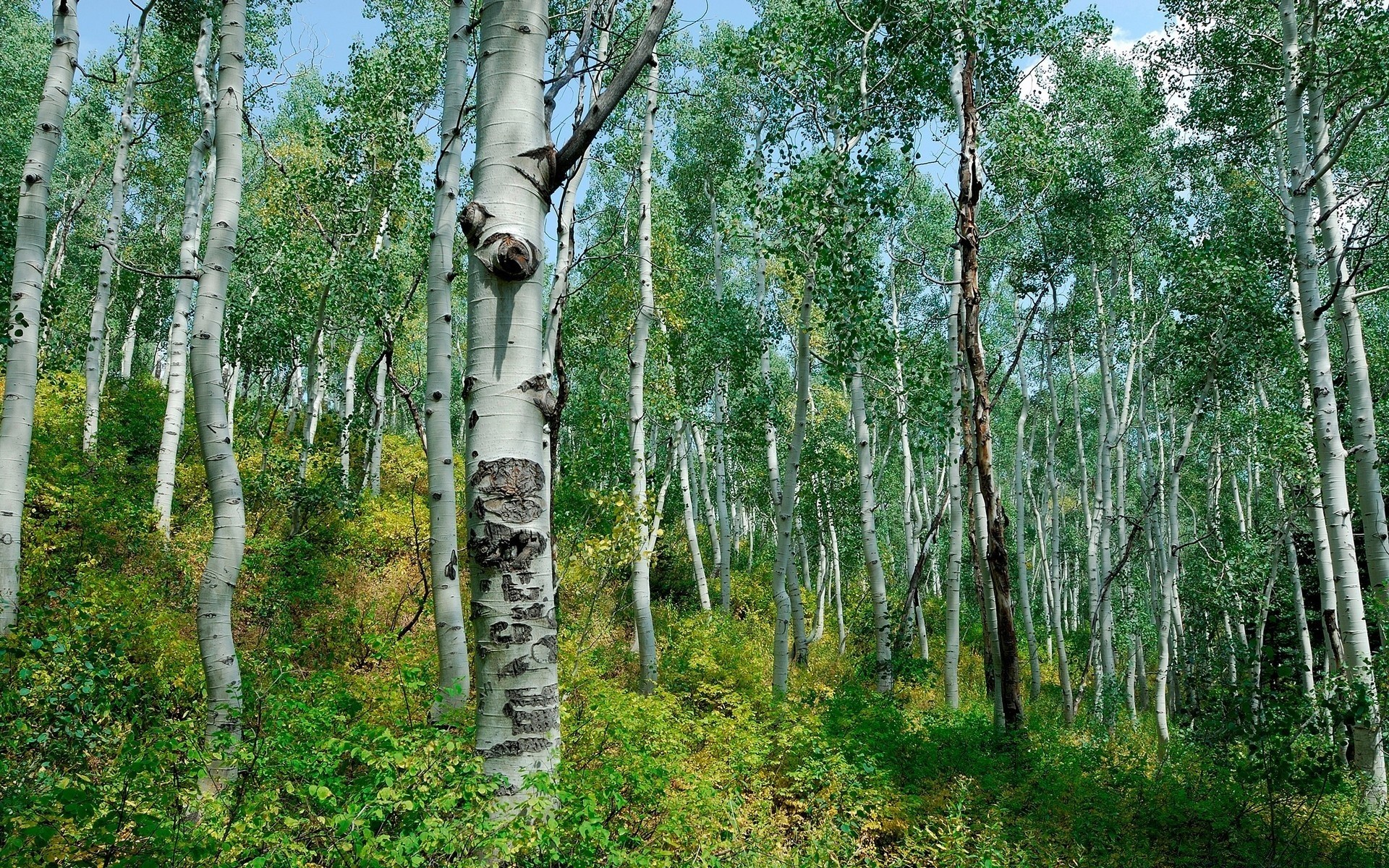 las drewno drzewo natura brzoza krajobraz środowisko liść flora bagażnik oddział kora wiejski letni park na zewnątrz dobra pogoda sezon kraj bujny