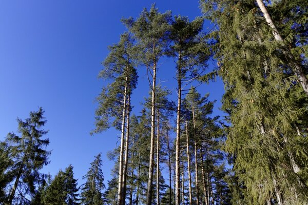 Przyroda latem pod gołym niebem