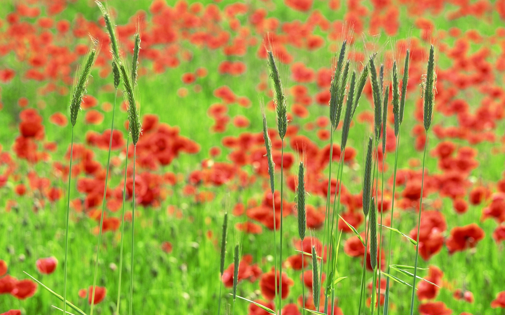 krajobrazy poppy natura kwiat lato pole flora wiejski ogród trawa jasny wzrost sianokosy bluming kwiatowy dziki na zewnątrz kolor dobra pogoda liść