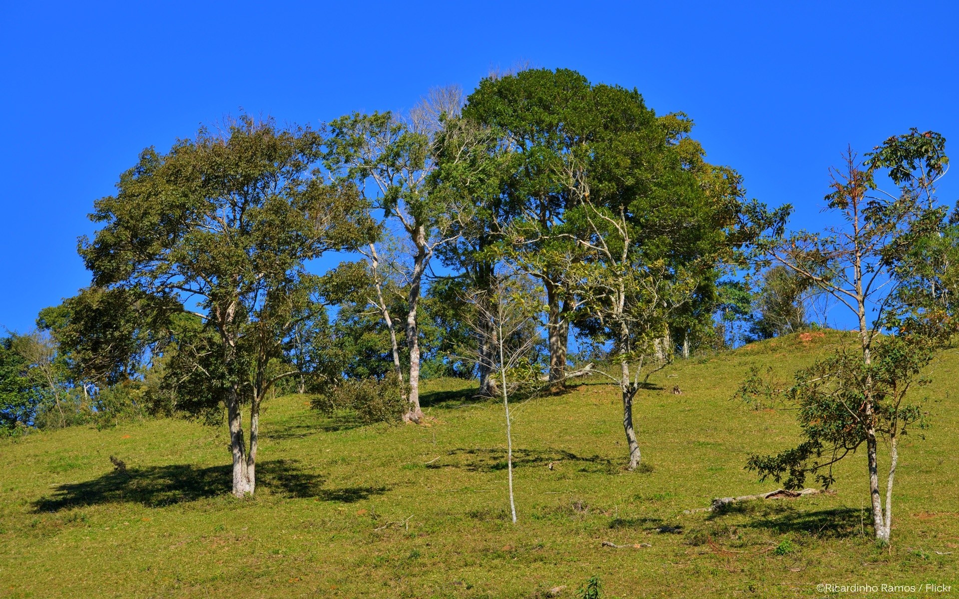 krajobrazy drzewo krajobraz natura trawa drewno niebo na zewnątrz lato wiejskie wiejskie sianokosy flora środowisko malowniczy park spektakl kraj pole dobra pogoda