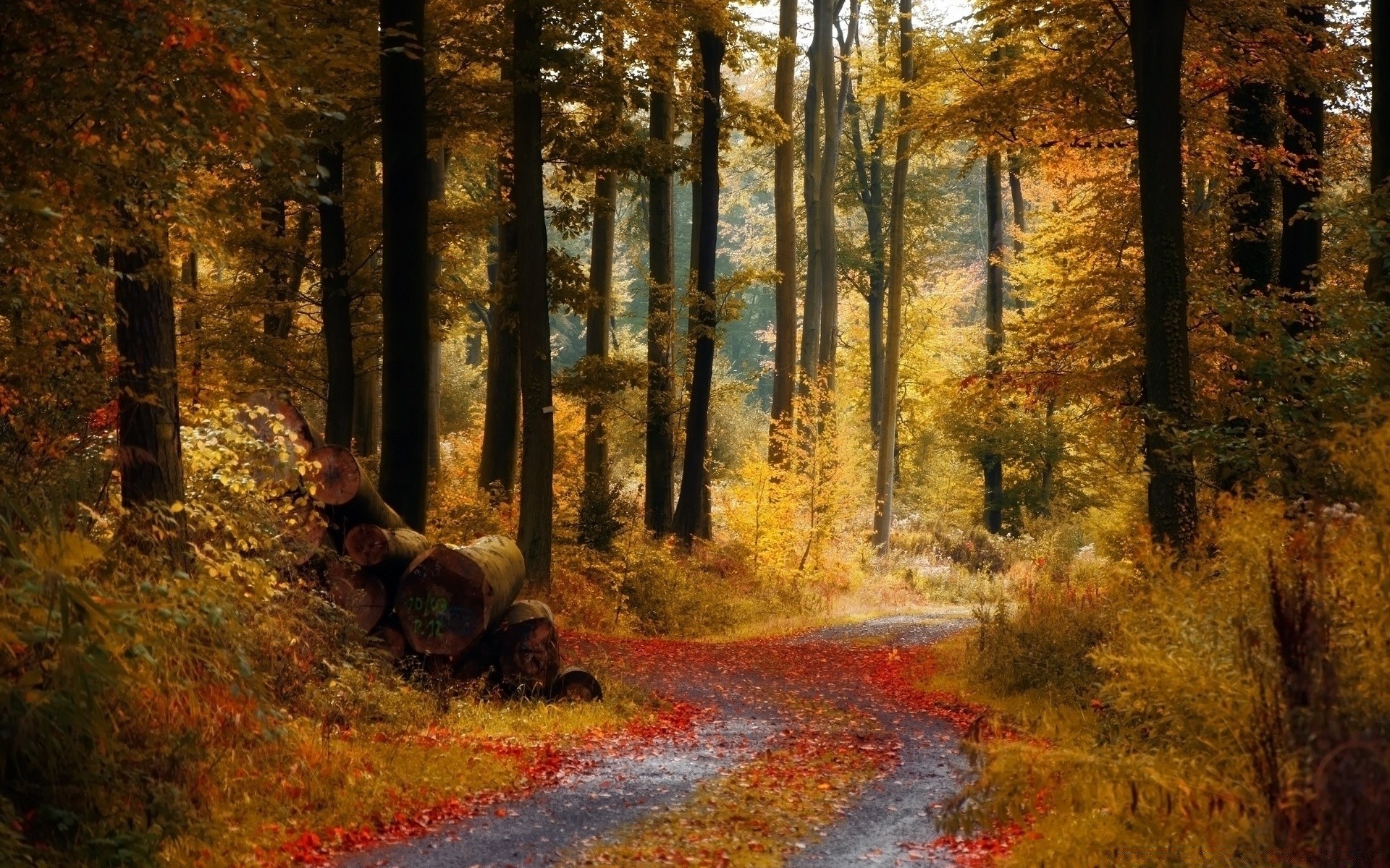 jesień jesień drewno drzewo liść krajobraz park sceniczny światło dzienne droga środowisko na zewnątrz natura przewodnik światło
