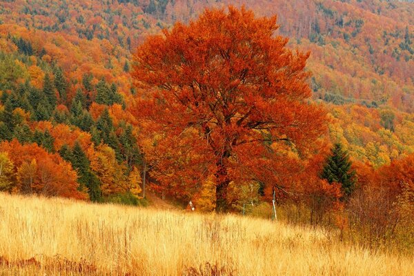 Złota jesień i natura