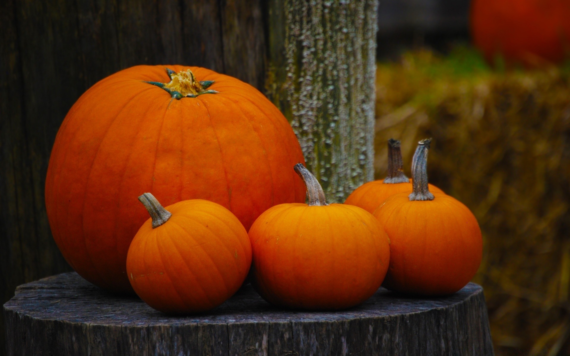 jesień dynia halloween jesień święto dziękczynienia pastwisko rosnąć latarnia jedzenie dynia warzywo squash