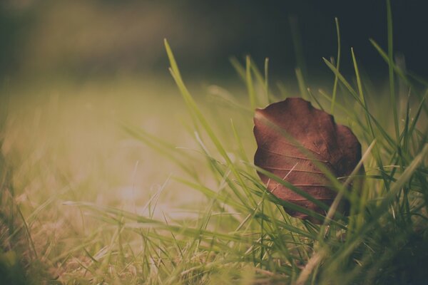 Jesienny suchy liść w zielonej trawie