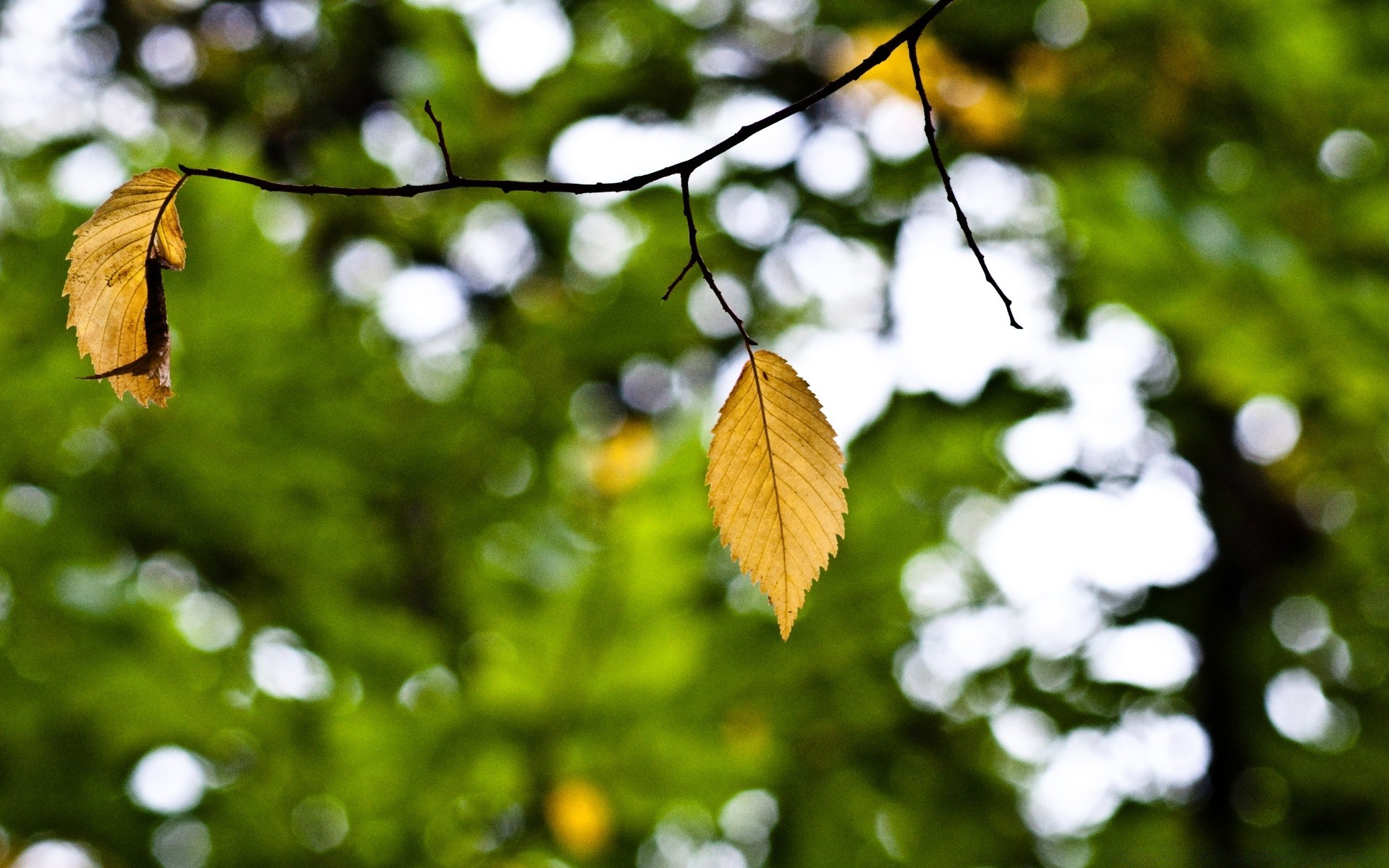 jesień liść natura drzewo flora ogród drewno kolor lato światło jasne słońce na zewnątrz oddział środowisko zbliżenie wzrost pulpit dobra pogoda sezon