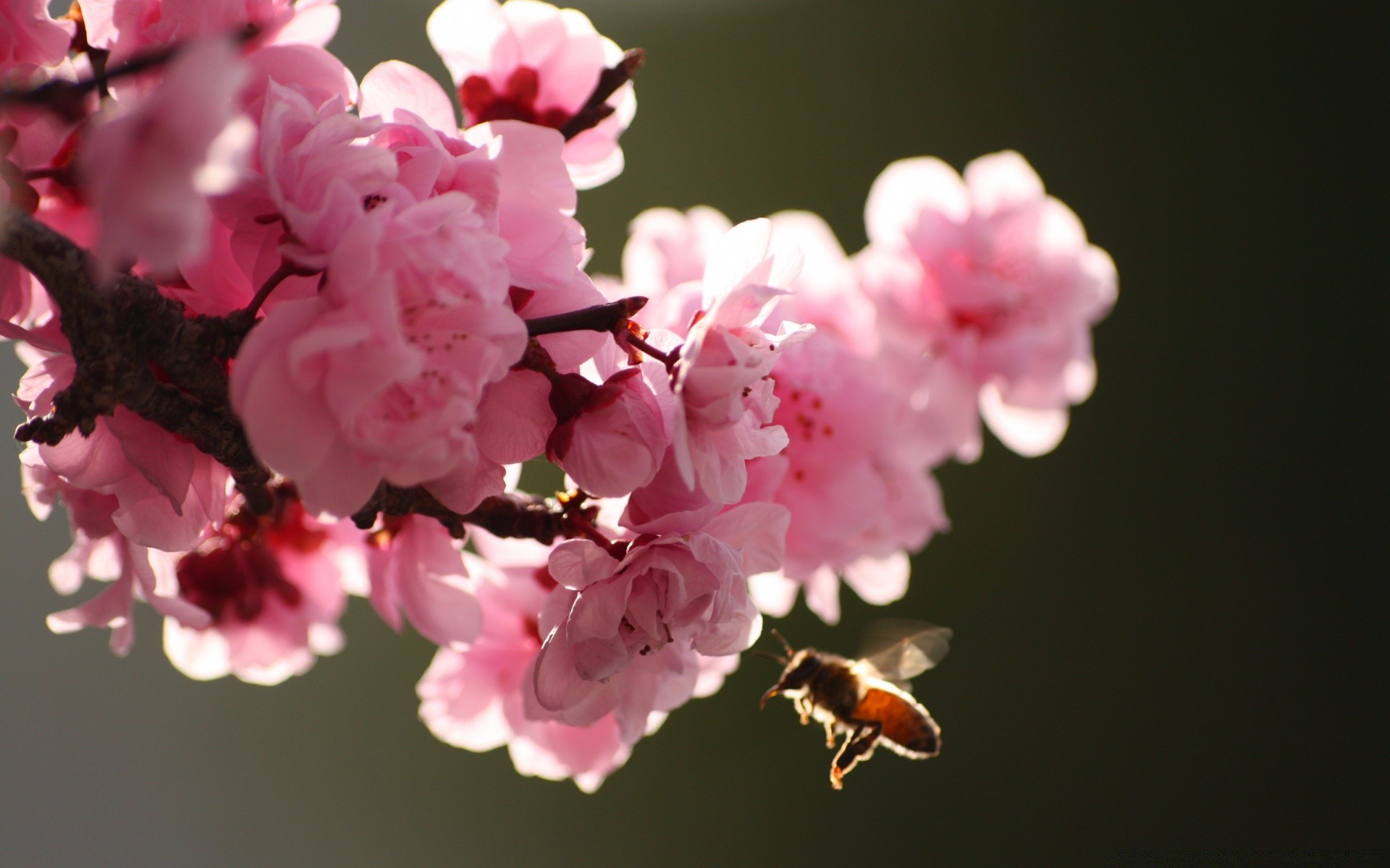 wiosna kwiat natura wiśnia liść oddział jabłko flora ogród delikatne drzewo jasny wzrost bluming na zewnątrz kolego lato płatek