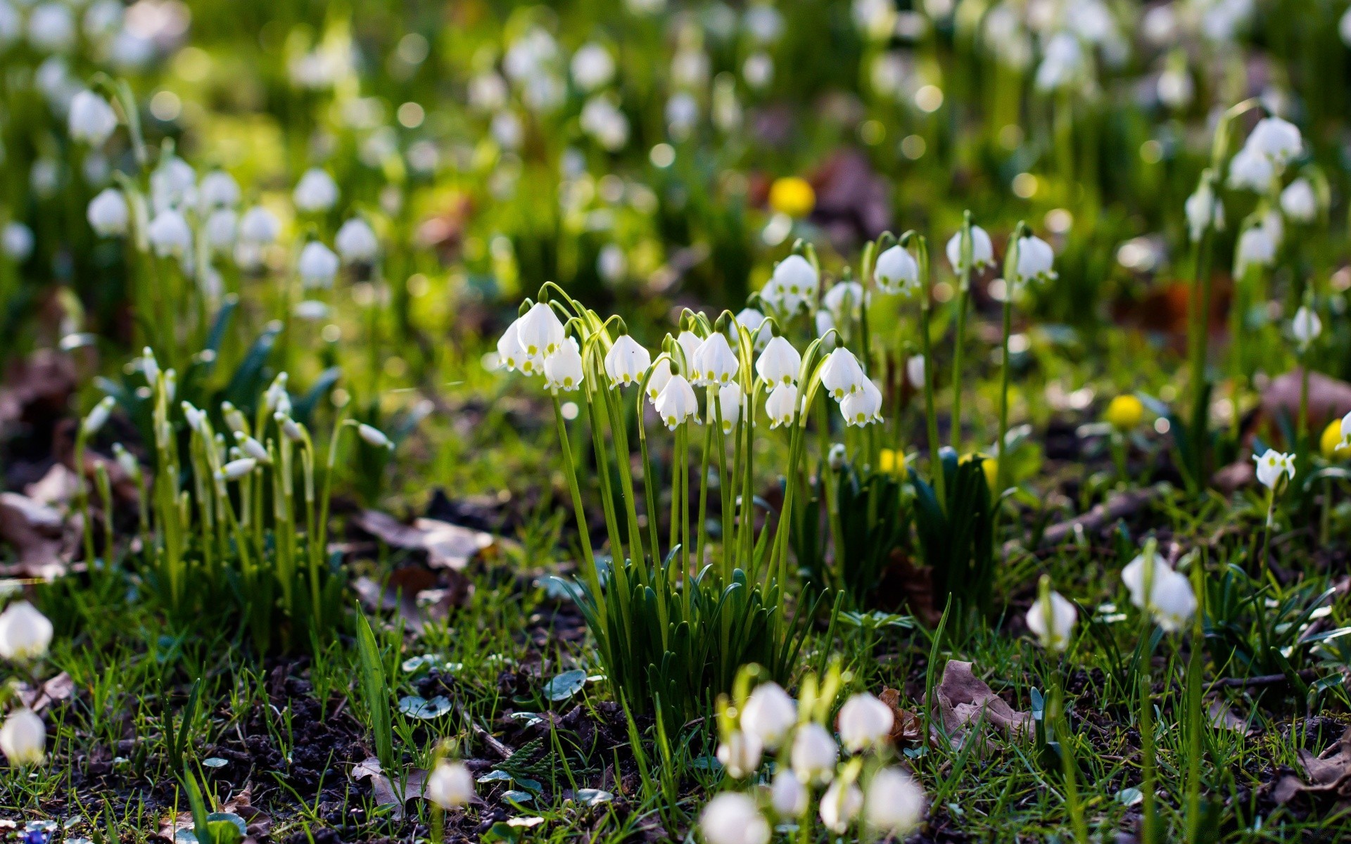 wiosna trawa natura siano kwiat flora sezon na zewnątrz pole wielkanoc dobra pogoda wzrost ogród jasne lato liść bluming park wiosna zbliżenie