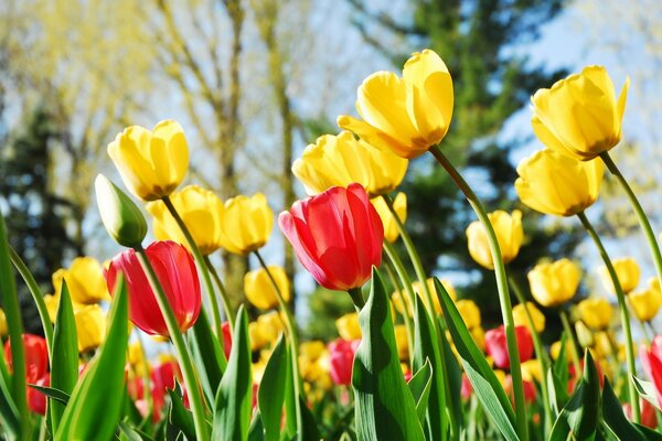 Wiosenne tulipany w różnych kolorach