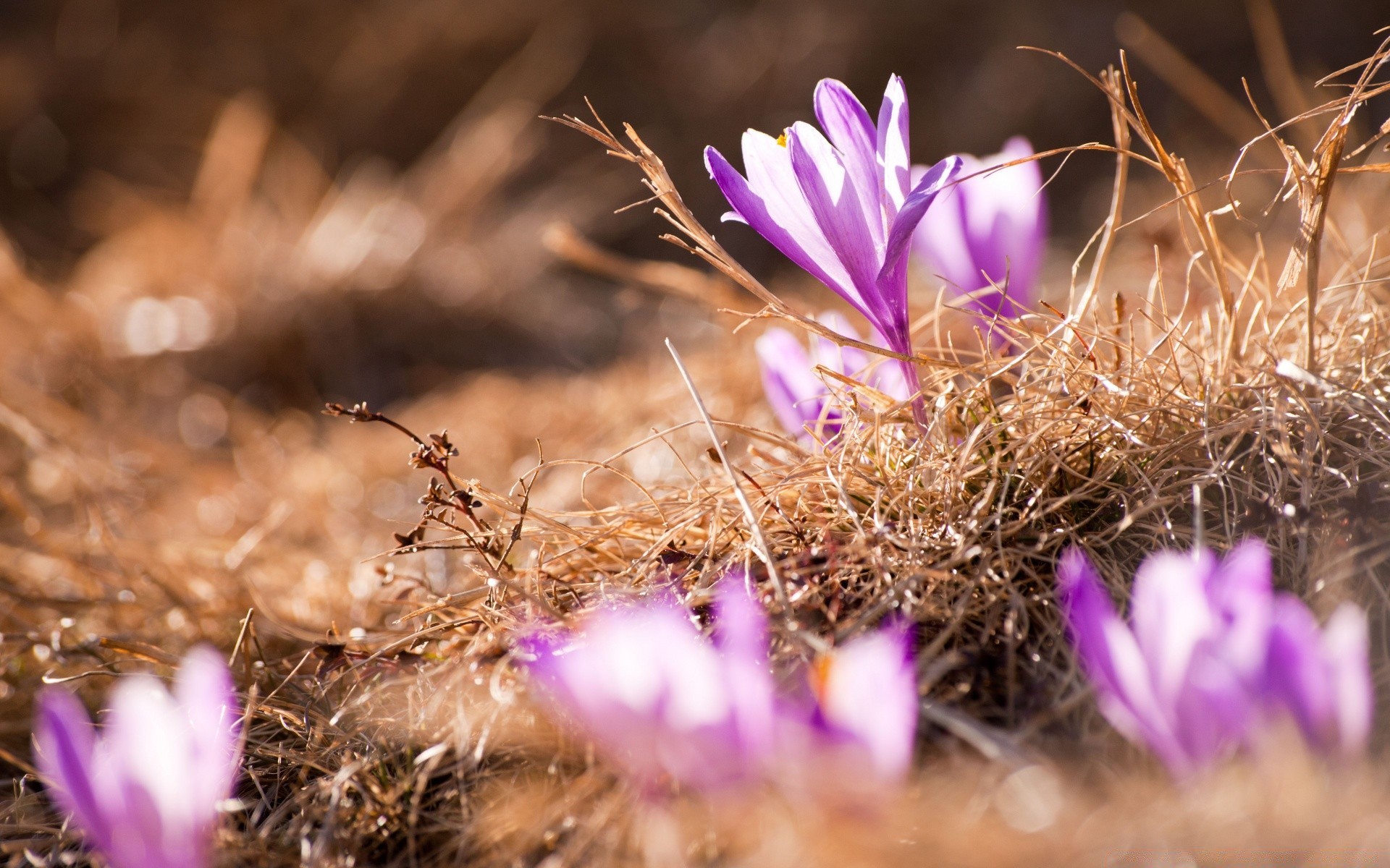wiosna kwiat natura flora kaktus ogród trawa bluming lato liść zbliżenie na zewnątrz słońce kwiatowy kolor dobra pogoda pole światło piękne płatek