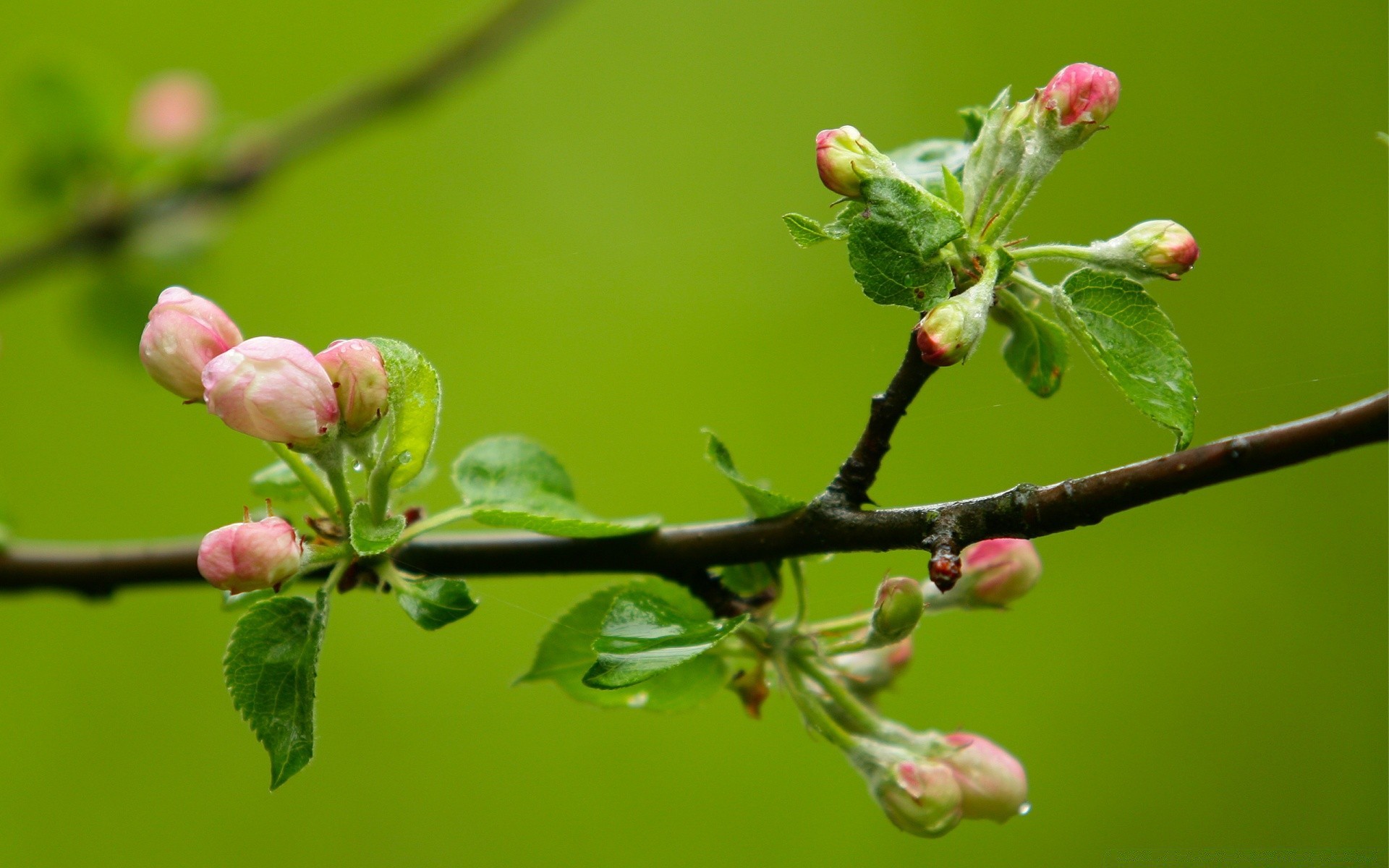 wiosna natura oddział drzewo kwiat flora liść ogród kolego wzrost wiśnia na zewnątrz jabłko plum sezon lato zbliżenie kolor owoce park
