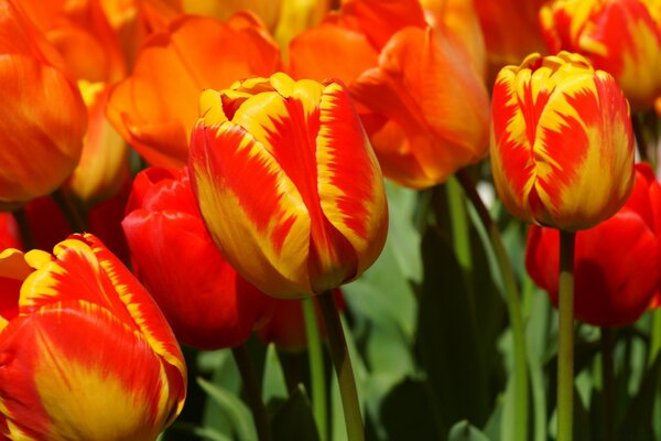Wiele jaskrawoczerwonych tulipanów