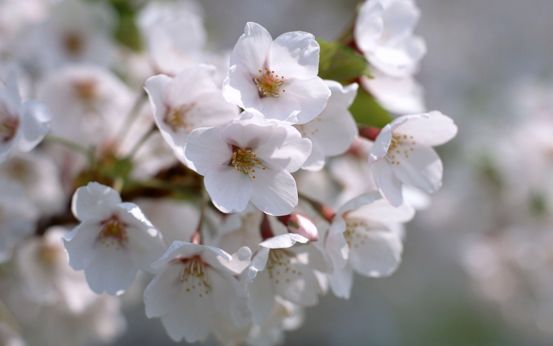 wiosna kwiat wiśnia natura flora oddział drzewo ogród liść jabłko sezon wzrost kolego płatek bluming delikatny kwiatowy jasny na zewnątrz wielkanoc