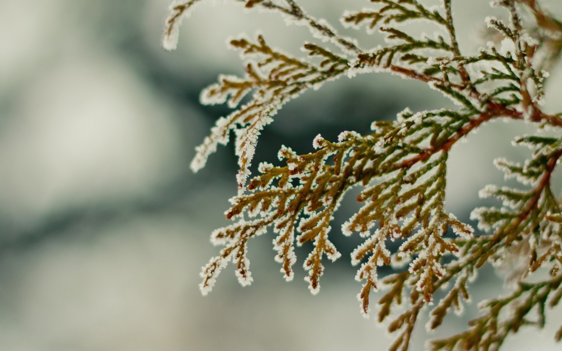 zima drzewo natura oddział mróz na zewnątrz boże narodzenie rozmycie flora liść sezon śnieg zbliżenie dekoracje pulpit jasne światło dzienne drewno kolor