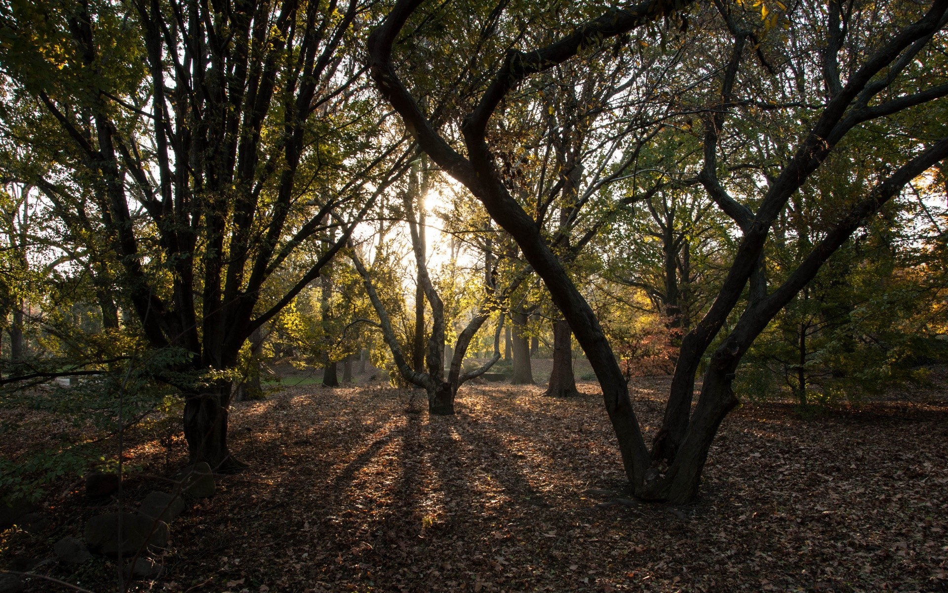 ameryka drzewo drewno krajobraz park liść natura jesień oddział środa przewodnik świt sceniczny światło dzienne bujny sezon dobra pogoda na zewnątrz słońce bagażnik